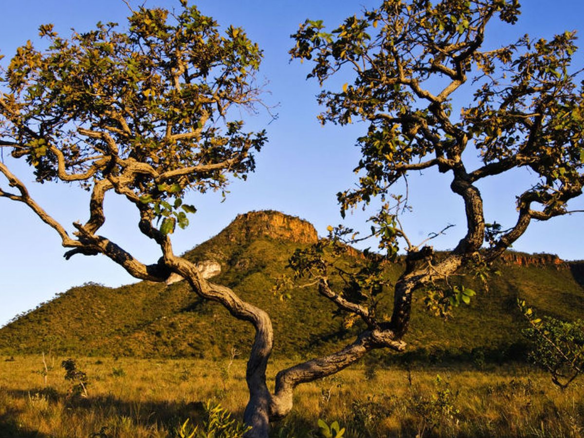 Processo e responsabilidade ambiental