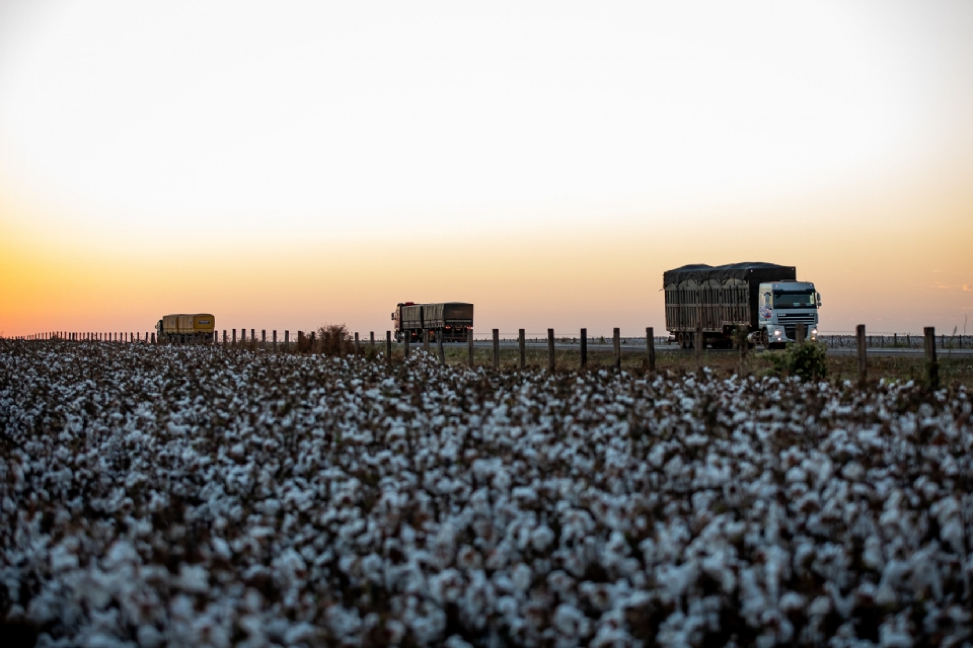 Em 1º lugar do país há 4 anos, MT alcança valor bruto agropecuário de R$ 193 bi