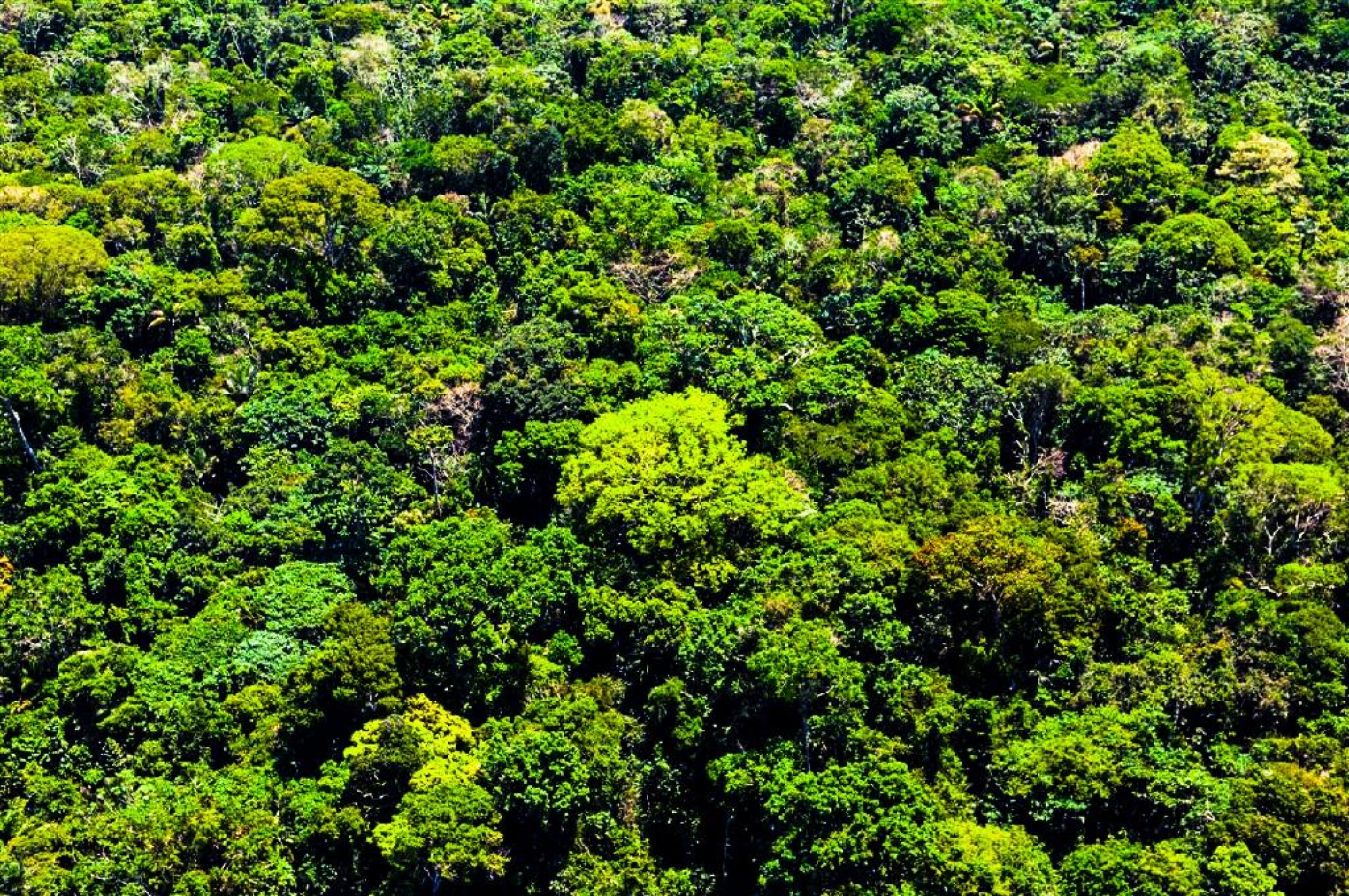 Mato Grosso reduz em 22% alertas de desmatamento nos últimos 6 meses