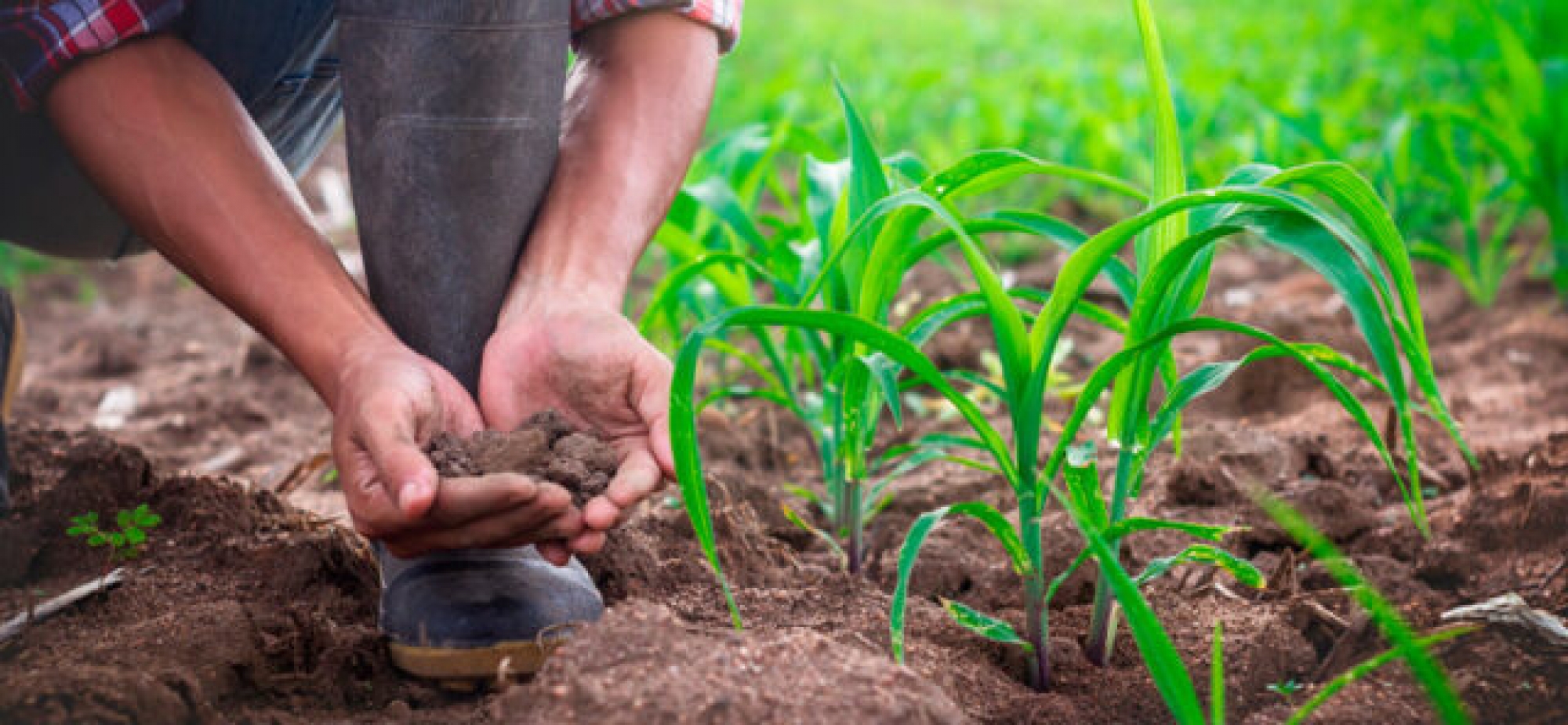 Governo federal vai lançar pacote de crédito agrícola