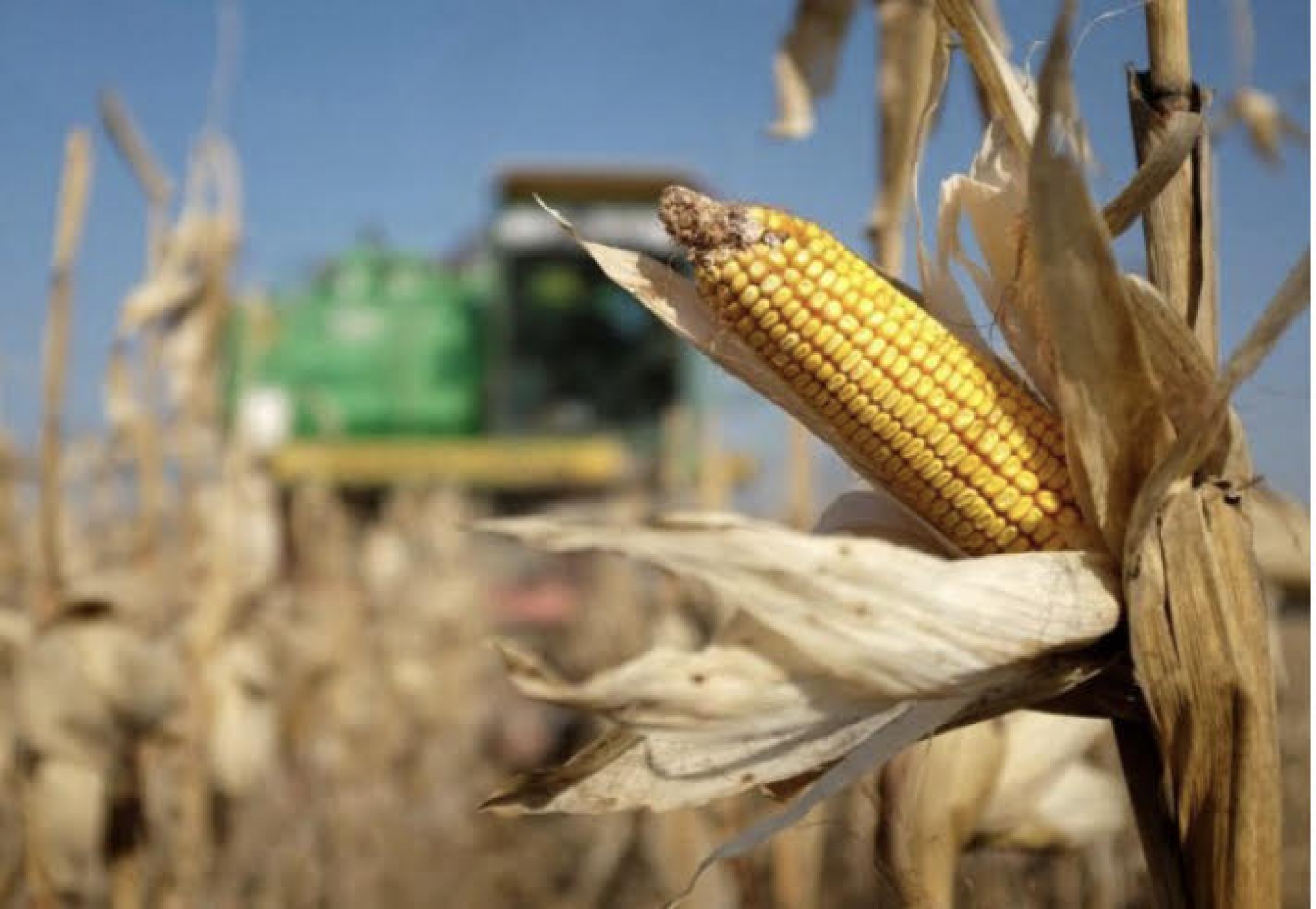 Colheita de Milho avança para 2,37% da área em Mato Grosso