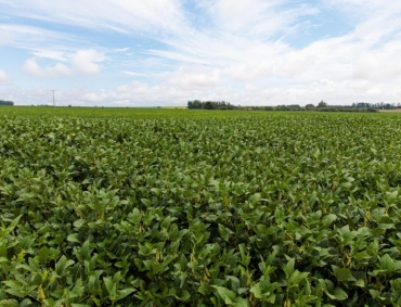 Produtores de soja têm até dia 15 para cadastrar área plantada