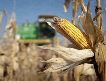 Colheita de Milho avança para 2,37% da área em Mato Grosso